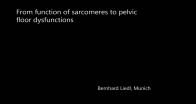 From function of sarcomeres to pelvic floor dysfunctions